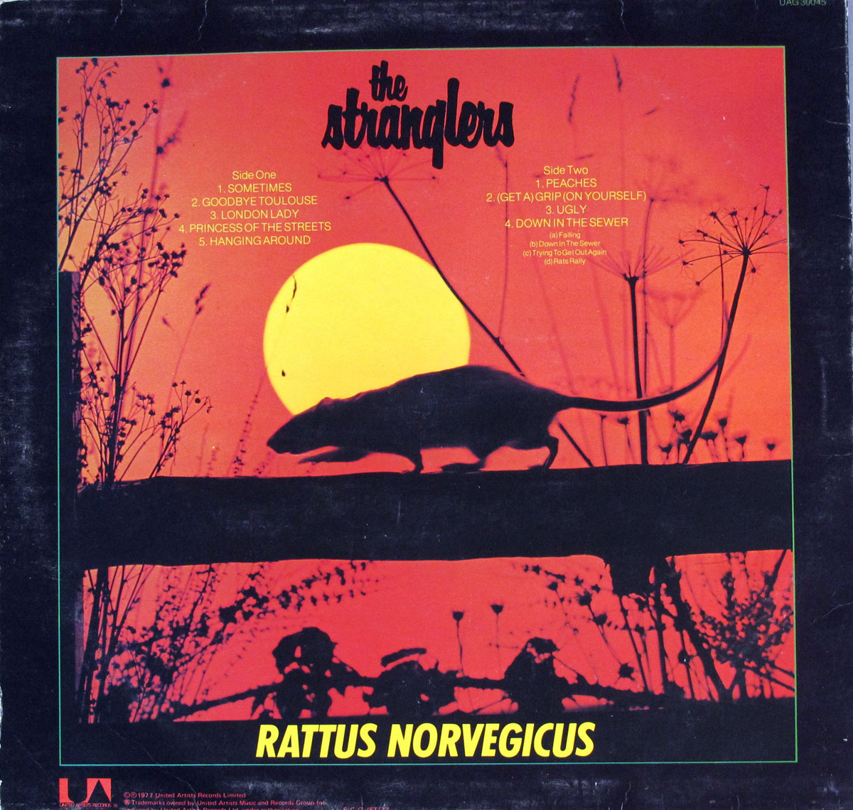 High Resolution Photo #11 Stranglers IV Rattus Norvegicus