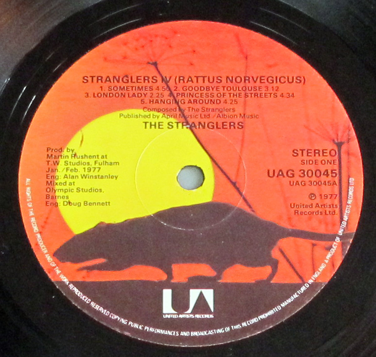 High Resolution Photo #14 Stranglers IV Rattus Norvegicus